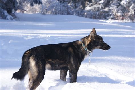 Initiation en chiens de traineaux. musher Archives - Chien de traîneau vercors