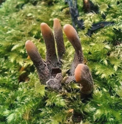 A Specimen Of Xylaria Polymorpha Commonly Known As Dead Mans Fingers
