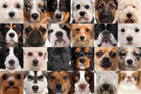 Pictures Of Different Dog Breeds 30 Different Types Of Dogs And