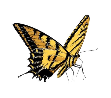 227 Yellow Butterfly Svg SVG PNG EPS DXF File