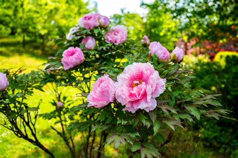 Pink Blooming Peony Flowers On Shrub In Garden Full Of Sunlight Stock