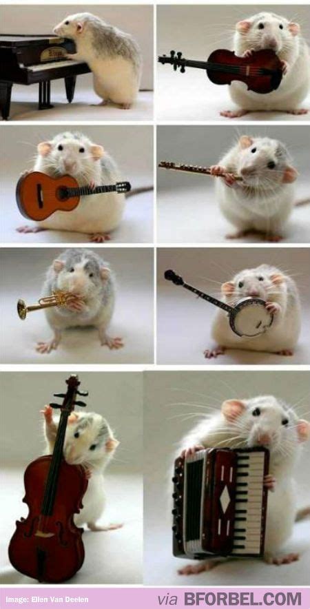Pin On Lol Musical Funnies