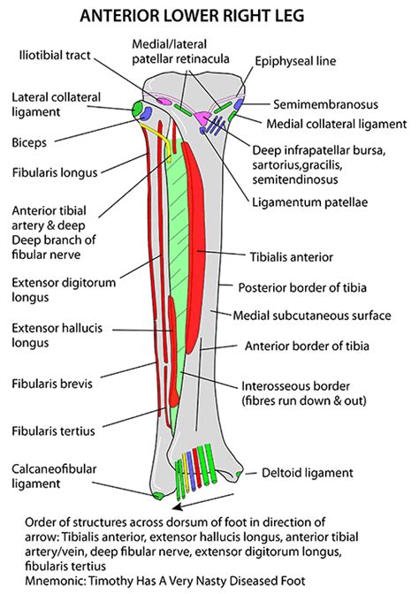 Fibula Anatomy Bony Landmarks And Muscle Attachment How To Relief