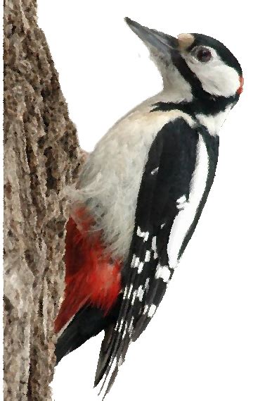 Woodpecker Png Transparent Image Download Size 387x569px