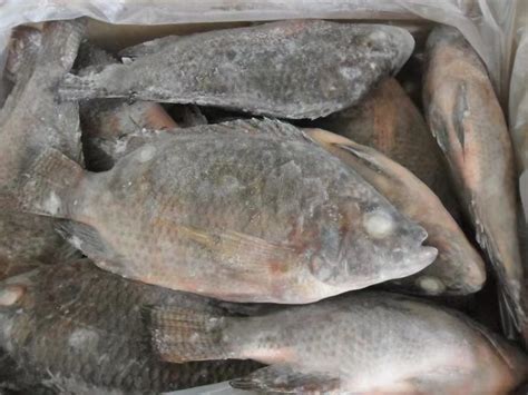 High Quality Frozen Oreochromis Niloticus Frozen Tilapia Fish Food Bulk