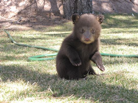 Baby Honey Bear Bear Animals Black Bear