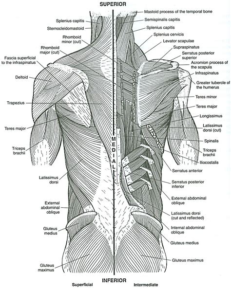 Body Muscle Anatomy Books Qwlearn