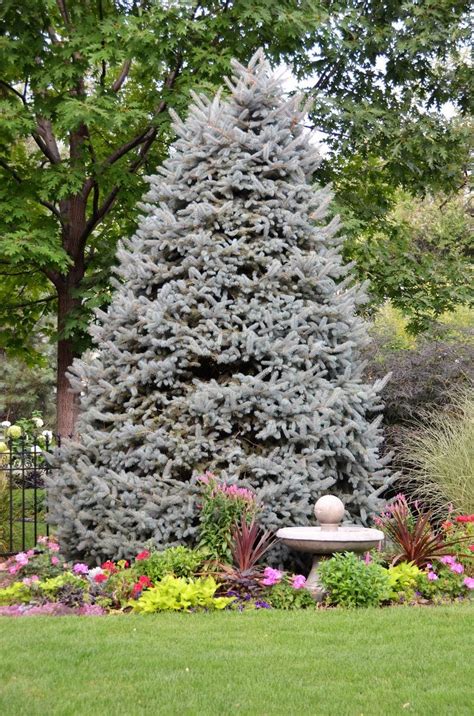 Why Blue Spruce Turns Green Reasons For Green Needles On A Blue Spruce