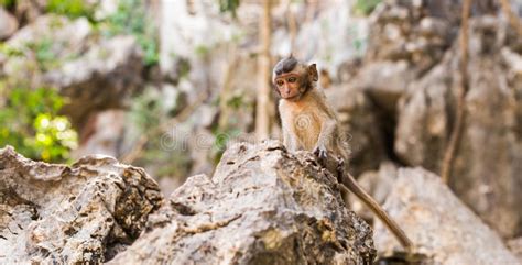 Cute Monkey Lives In A Natural Forest Of Thailand Stock Photo Image