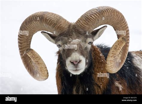 Mouflon In Snow Ovis Orientalis Musimon Stock Photo Alamy