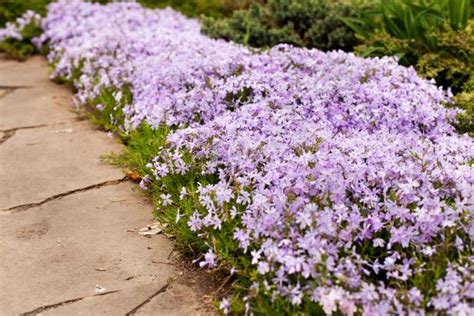 How To Plant Grow And Care For Phlox Hgtv