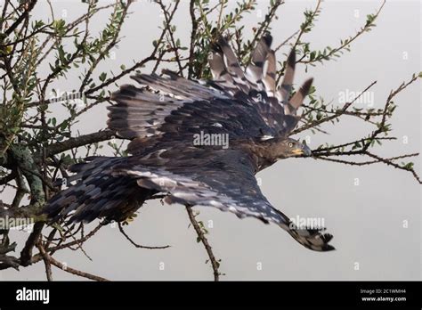 Crowned Eagle Hi Res Stock Photography And Images Alamy