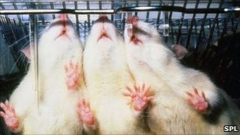 Experiments With Genetically Modified Animals Increase Bbc News