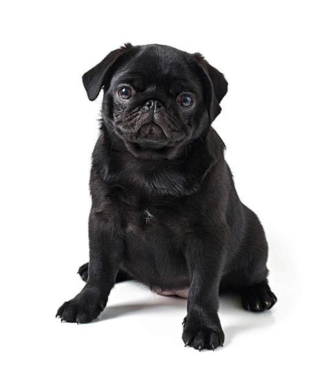 5600 Black Pug Stock Photos Pictures And Royalty Free Images Istock