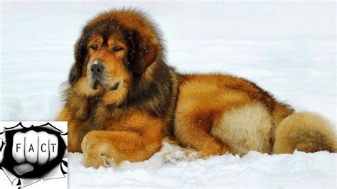 Top 10 Largest Dog Breeds In The World Youtube