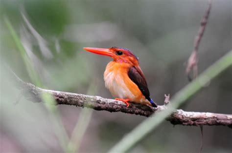 Sulawesi And Halmahera Birding Tour