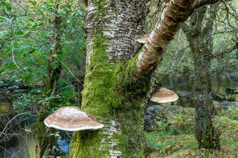 Natures First Aid Kit A Fungus Growing On The Side Of Birch Trees