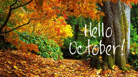 Hello October Colorful Autumn Trees Forest Background Hd October