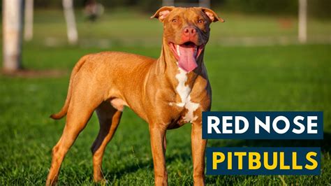 Red Nose Pitbull Everything You Should Know About A Red Nose Pittie