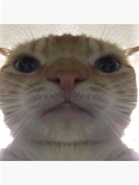 Selfie Cat Meme Ubicaciondepersonascdmxgobmx