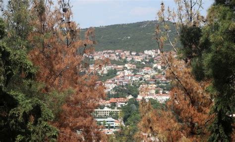 Επιτρέπεται η κυκλοφορία στο δάσος του σέιχ σου και του χορτιάτη. Ξεκίνησε η υλοτόμηση των άρρωστων δέντρων στο Σέιχ Σου στη ...