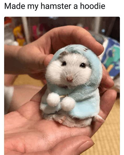 Found A Cute Hamster Meme R Hamsters