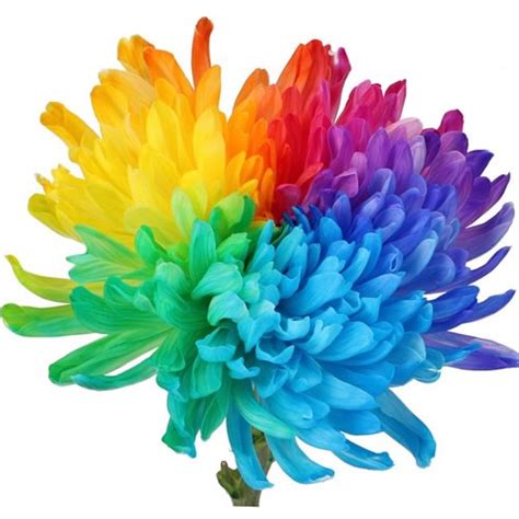 antonov dyed rainbow 70cm wholesale dutch flowers and florist supplies uk