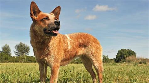 Red Heeler Dog Breed Information Temperament And Health Barking Royalty