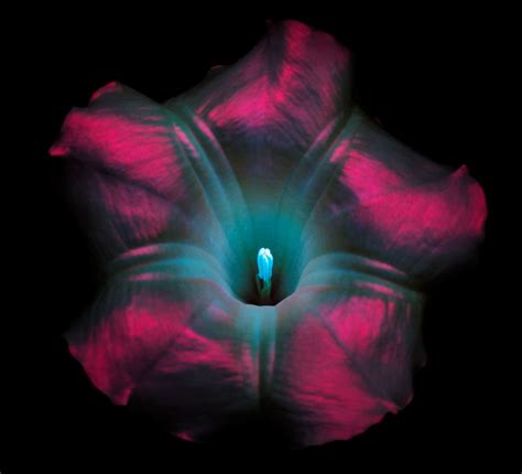 Check Out These Stunning Photos Of Flowers Under Uv Light With Images