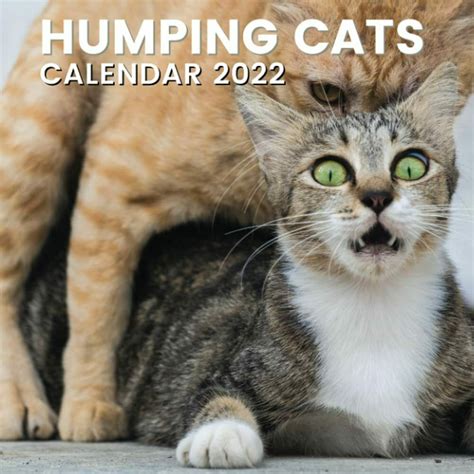 Hilarious Humping Cats Calendar 2022 Free Shipping Current Year Next