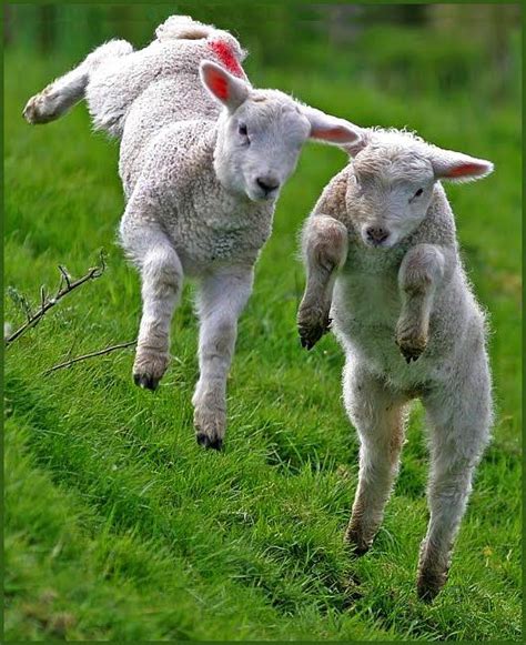 Abc Parish 42212 42912 Animals Beautiful Lamb Baby Animals