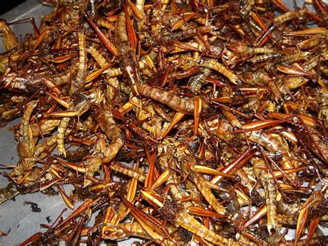 Can Eating Insects And Bugs Help Save The World And Will We Eat Them