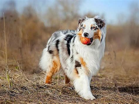 Most Beautiful Dog Breeds In The World With Pictures Top 12 Prettiest