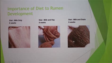 Pre Ruminant Nutrition For Optimum Rumen Development Youtube