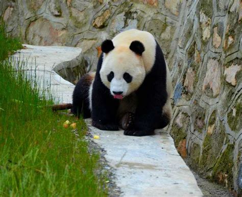 Jiuzhaigou Giant Panda Park Opensheres Your Chance To Name Three