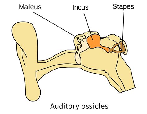 Image Result For The Auditory Ossicles Middle Ear Human Bones