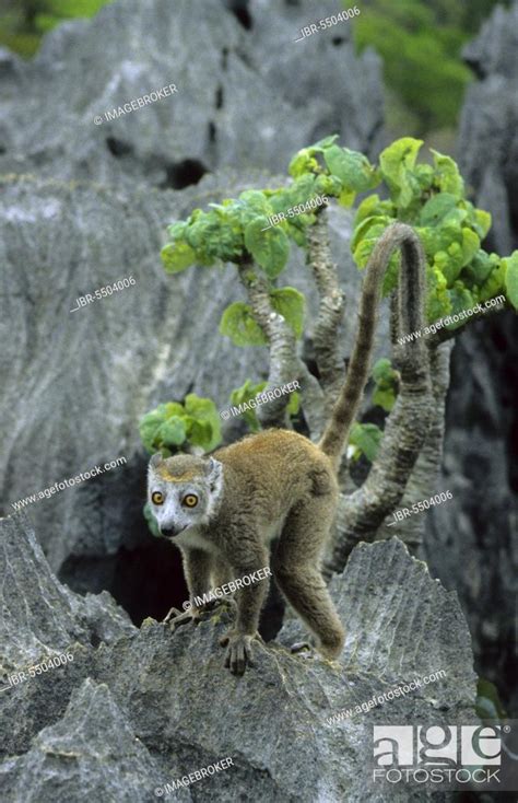 Crowned Lemur Lemur Mongoz Coronatus Female On Tsingy Ankarana