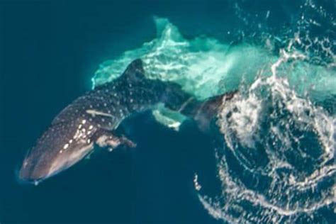Whale Shark Mating Behaviour Photographed At Ningaloo DIVE Magazine