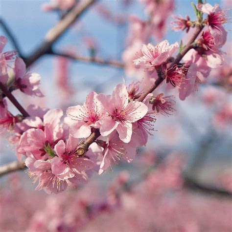 Your peachtree stock images are ready. Wwe Wrestlers Profile: Delaware State Flower Peach Blossom ...