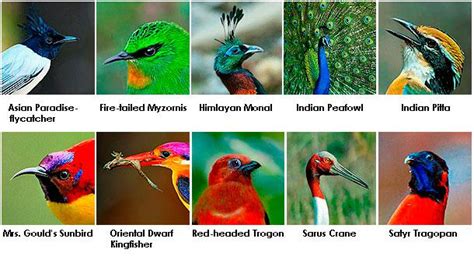 Most Beautiful Birds Of India