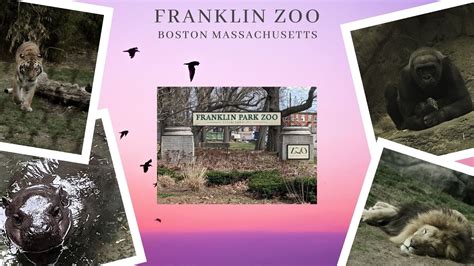 What Animals Are At The Franklin Park Zoo What Is The Franklin Park