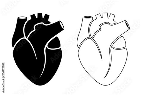 Black Silhouette Icon Of Human Heart Stock Image And Royalty Free