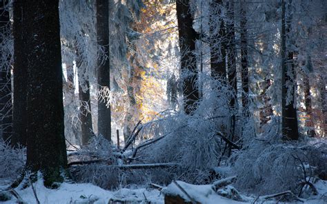 Snow Forest Trees Winter Sunlight Light Frost Landscapes Wallpaper