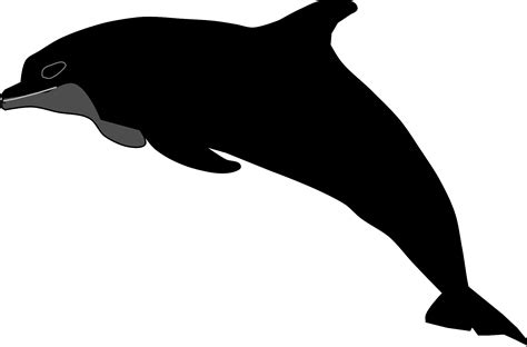 Clipart Dolphin Black And White