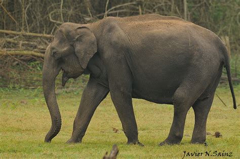 Fauna Y Fotografía Elefante AsiÁtico Elephas Maximus
