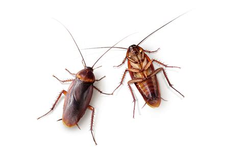11 Fun Facts About Cockroaches Pestqueen