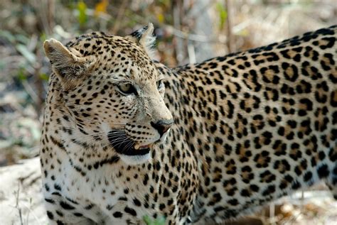Leopard Cat Savuti · Free Photo On Pixabay