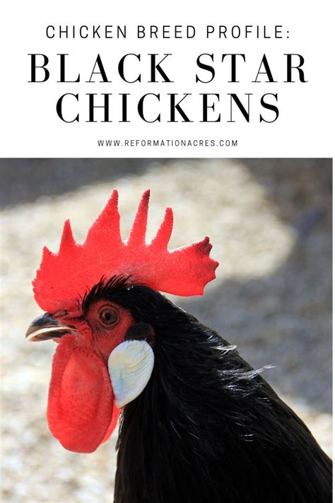 Black Star Chicken Guide Everything You Need To Know About The Breed