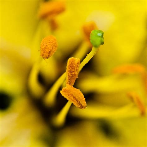 Macro Detail Of Yellow Flower Stamen With Pollen Photograph By Dipak C