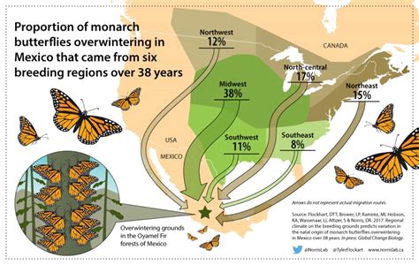 Monarch Butterfly Population In Decline Heres How We Can Save Them